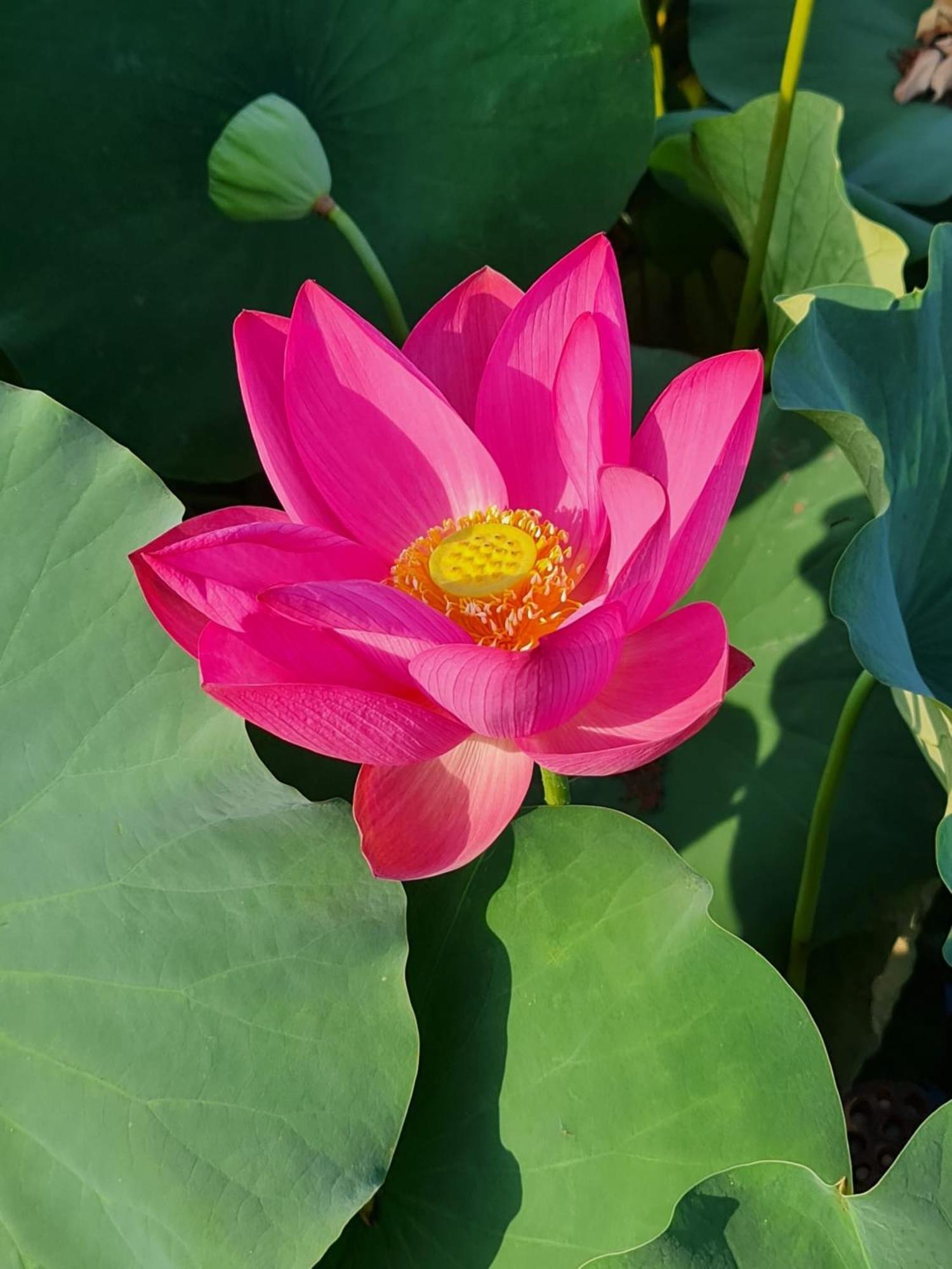 Pool & Garden Villa Lelia Mirano Ngoại thất bức ảnh